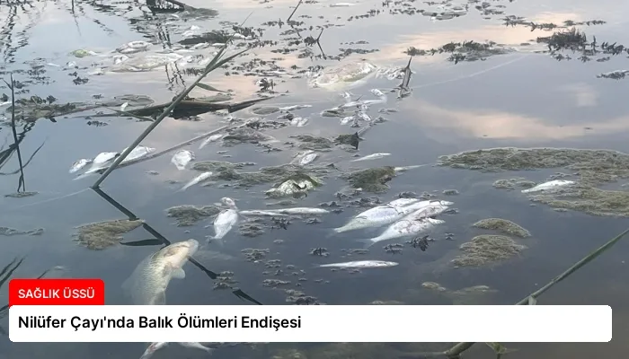 Nilüfer Çayı’nda Balık Ölümleri Endişesi