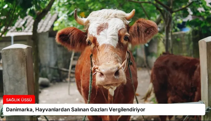 Danimarka, Hayvanlardan Salınan Gazları Vergilendiriyor