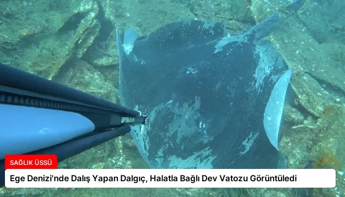 Ege Denizi’nde Dalış Yapan Dalgıç, Halatla Bağlı Dev Vatozu Görüntüledi