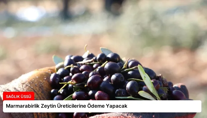 Marmarabirlik Zeytin Üreticilerine Ödeme Yapacak