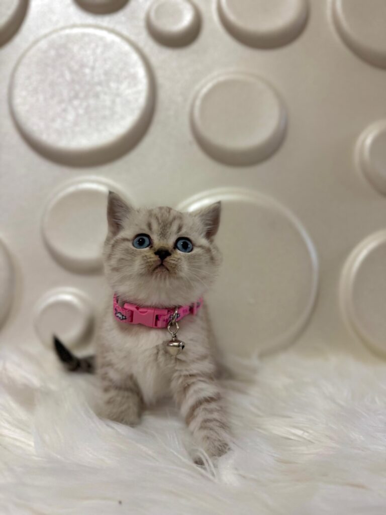 British Shorthair Kedileri Nasıl Bir Tür