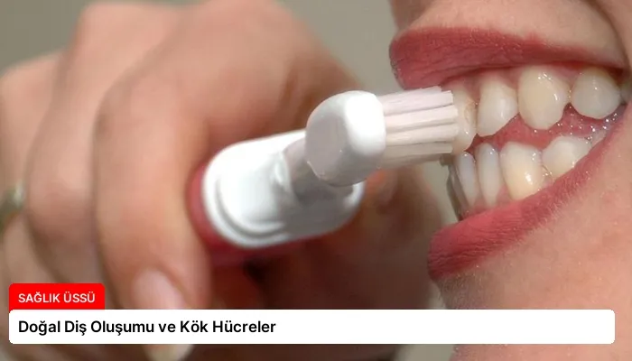 Doğal Diş Oluşumu ve Kök Hücreler