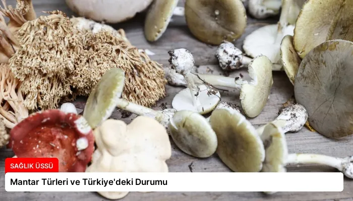 Mantar Türleri ve Türkiye’deki Durumu