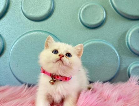 Evinizin Neşesi British Shorthair