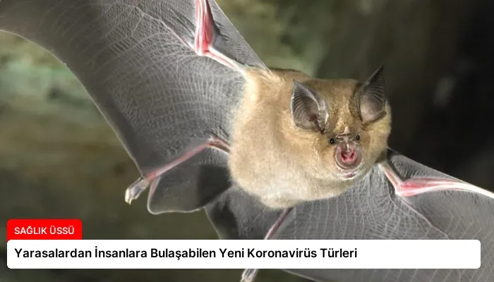 Yarasalardan İnsanlara Bulaşabilen Yeni Koronavirüs Türleri