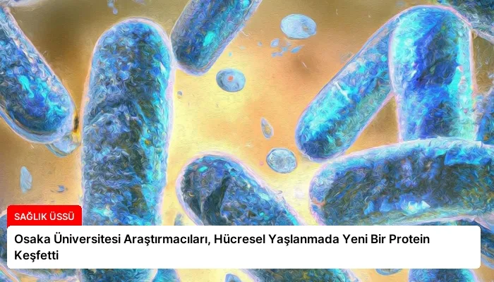 Osaka Üniversitesi Araştırmacıları, Hücresel Yaşlanmada Yeni Bir Protein Keşfetti