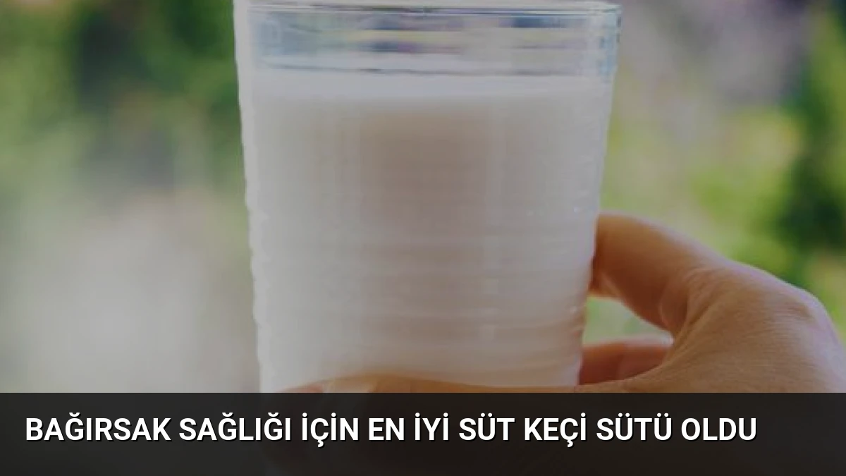 Bağırsak Sağlığı İçin En İyi Süt Keçi Sütü Oldu