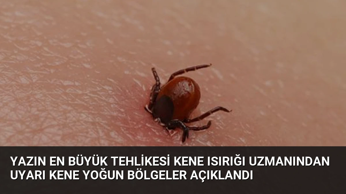 Yazın En Büyük Tehlikesi Kene Isırığı Uzmanından Uyarı Kene Yoğun Bölgeler Açıklandı
