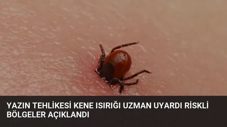 Yazın Tehlikesi Kene Isırığı Uzman Uyardı Riskli Bölgeler Açıklandı
