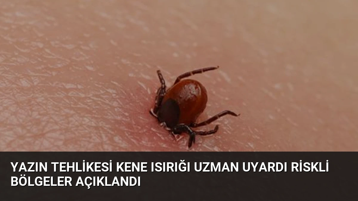 Yazın Tehlikesi Kene Isırığı Uzman Uyardı Riskli Bölgeler Açıklandı