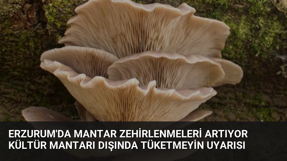 Erzurum’da Mantar Zehirlenmeleri Artıyor Kültür Mantarı Dışında Tüketmeyin Uyarısı