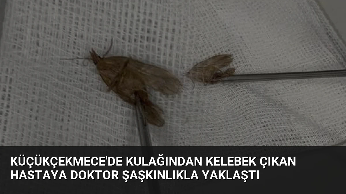 Küçükçekmece’de Kulağından Kelebek Çıkan Hastaya Doktor Şaşkınlıkla Yaklaştı
