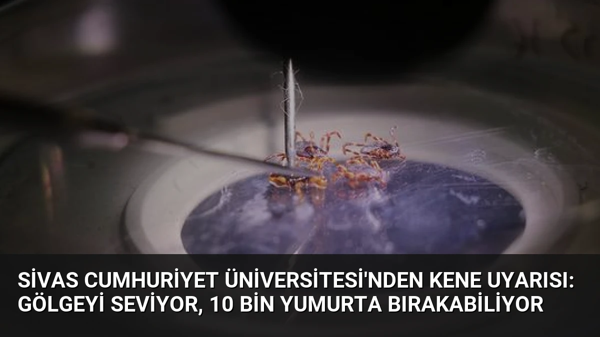 Sivas Cumhuriyet Üniversitesi’nden Kene Uyarısı: Gölgeyi Seviyor, 10 Bin Yumurta Bırakabiliyor