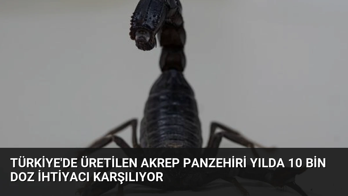 Türkiye’de Üretilen Akrep Panzehiri Yılda 10 Bin Doz İhtiyacı Karşılıyor