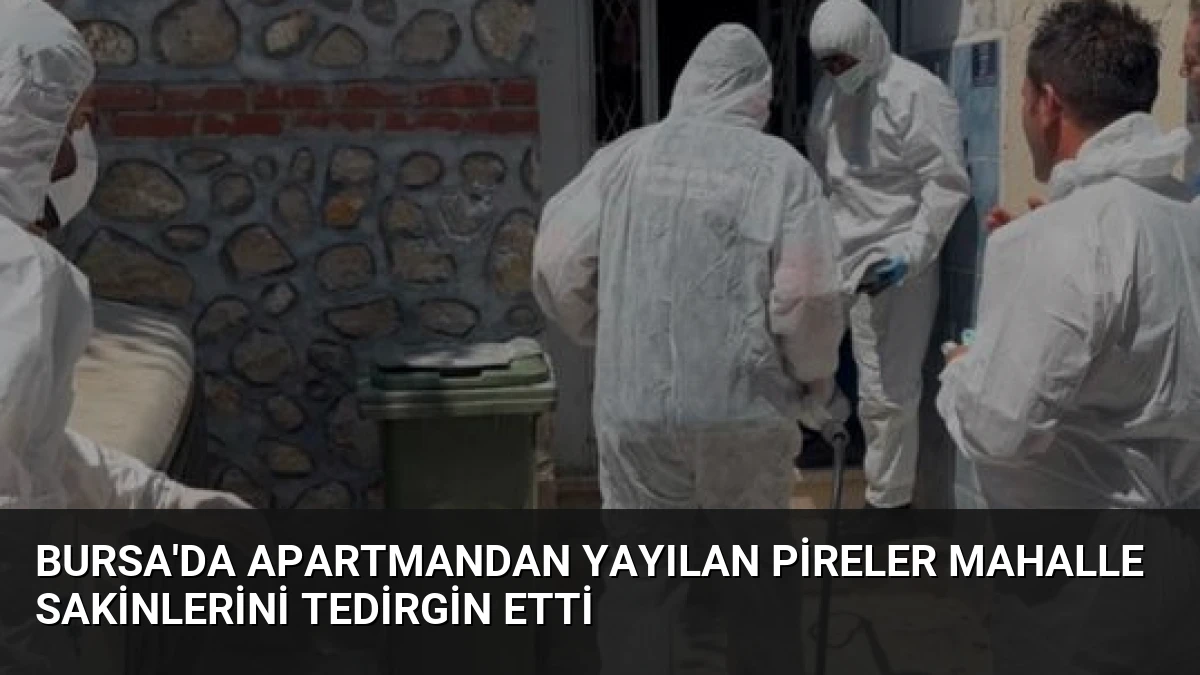 Bursa’da Apartmandan Yayılan Pireler Mahalle Sakinlerini Tedirgin Etti