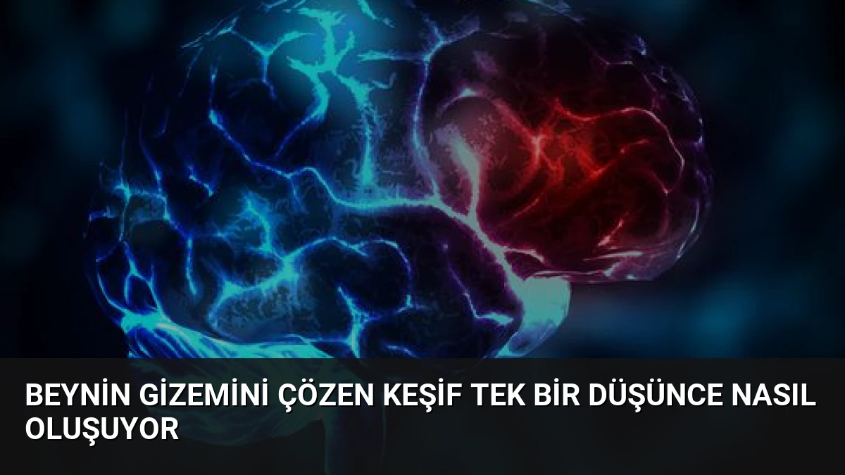 Beynin Gizemini Çözen Keşif Tek Bir Düşünce Nasıl Oluşuyor