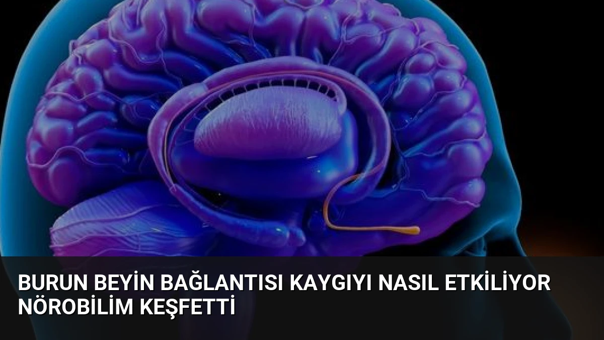Burun Beyin Bağlantısı Kaygıyı Nasıl Etkiliyor Nörobilim Keşfetti