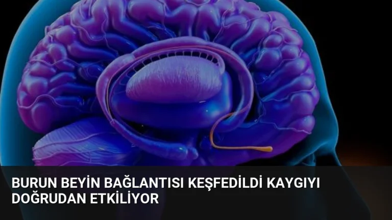 Burun Beyin Bağlantısı Keşfedildi Kaygıyı Doğrudan Etkiliyor