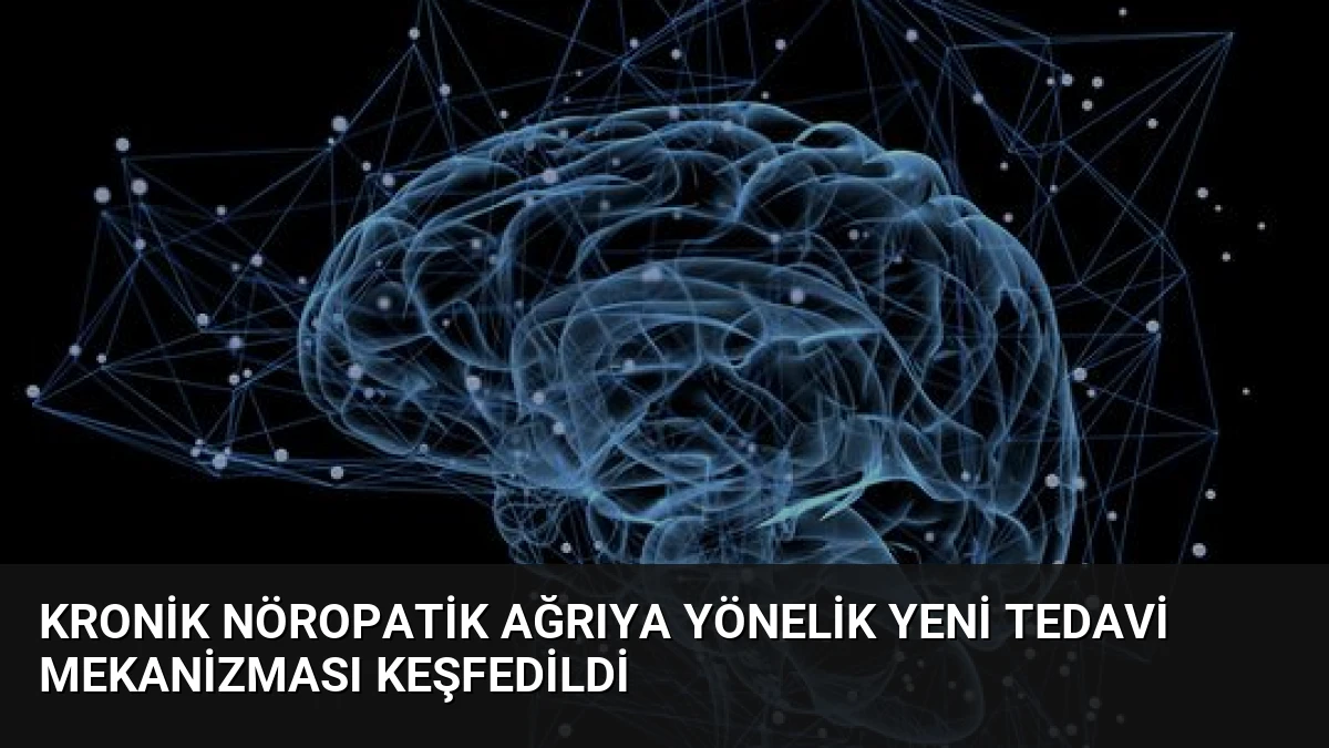 Kronik Nöropatik Ağrıya Yönelik Yeni Tedavi Mekanizması Keşfedildi