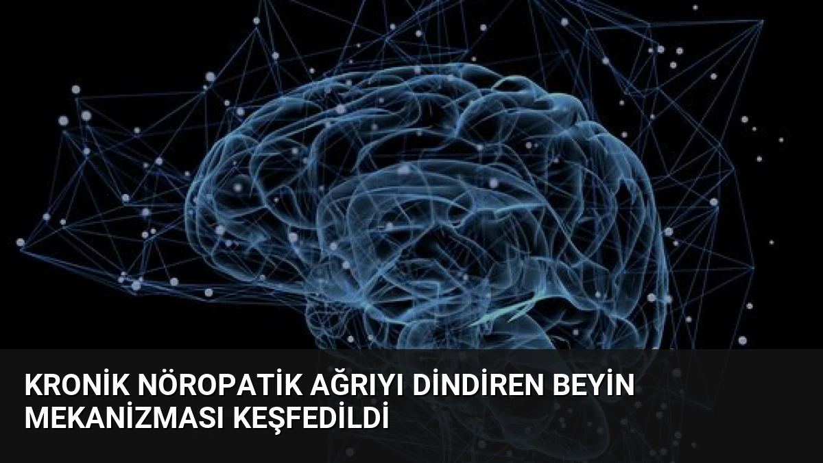 Kronik Nöropatik Ağrıyı Dindiren Beyin Mekanizması Keşfedildi