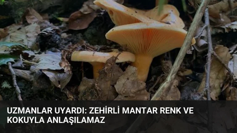Uzmanlar uyardı: Zehirli mantar renk ve kokuyla anlaşılamaz