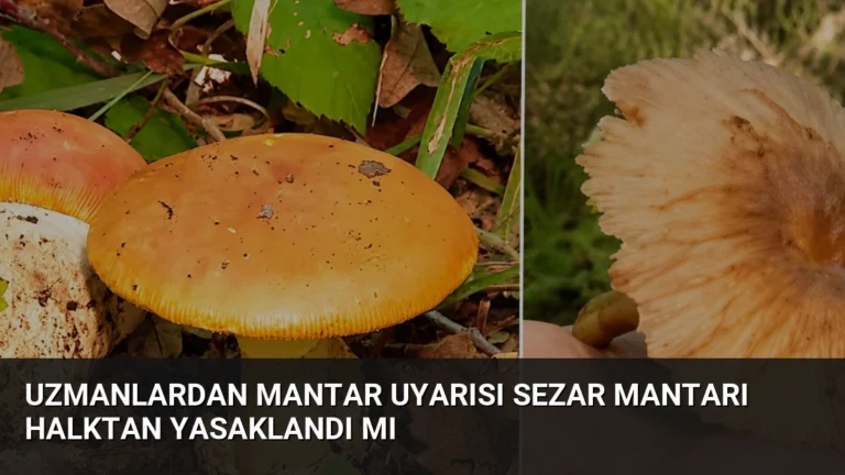 Uzmanlardan Mantar Uyarısı Sezar Mantarı Halktan Yasaklandı Mı